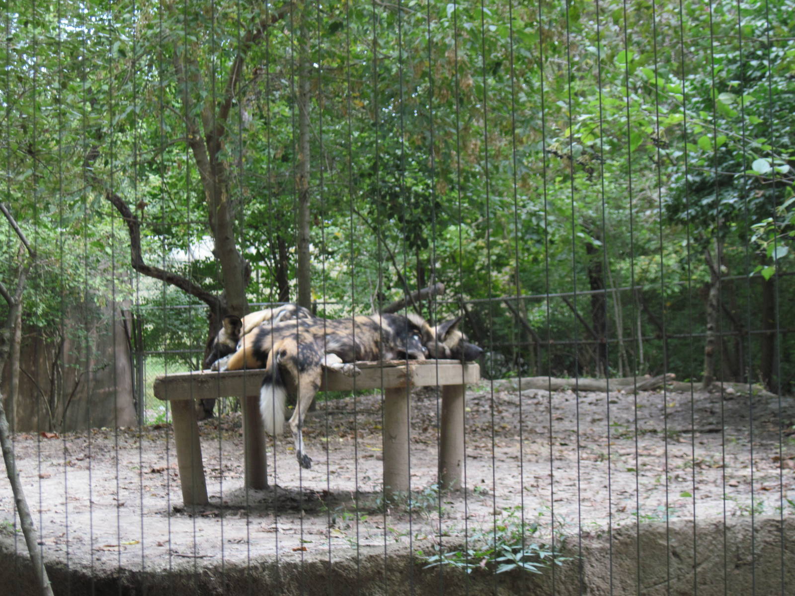 Africa-African Wild Dogs