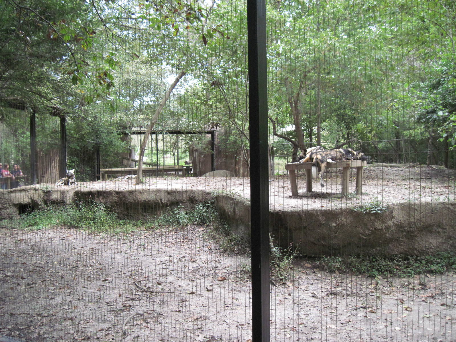 Africa-African Wild Dogs