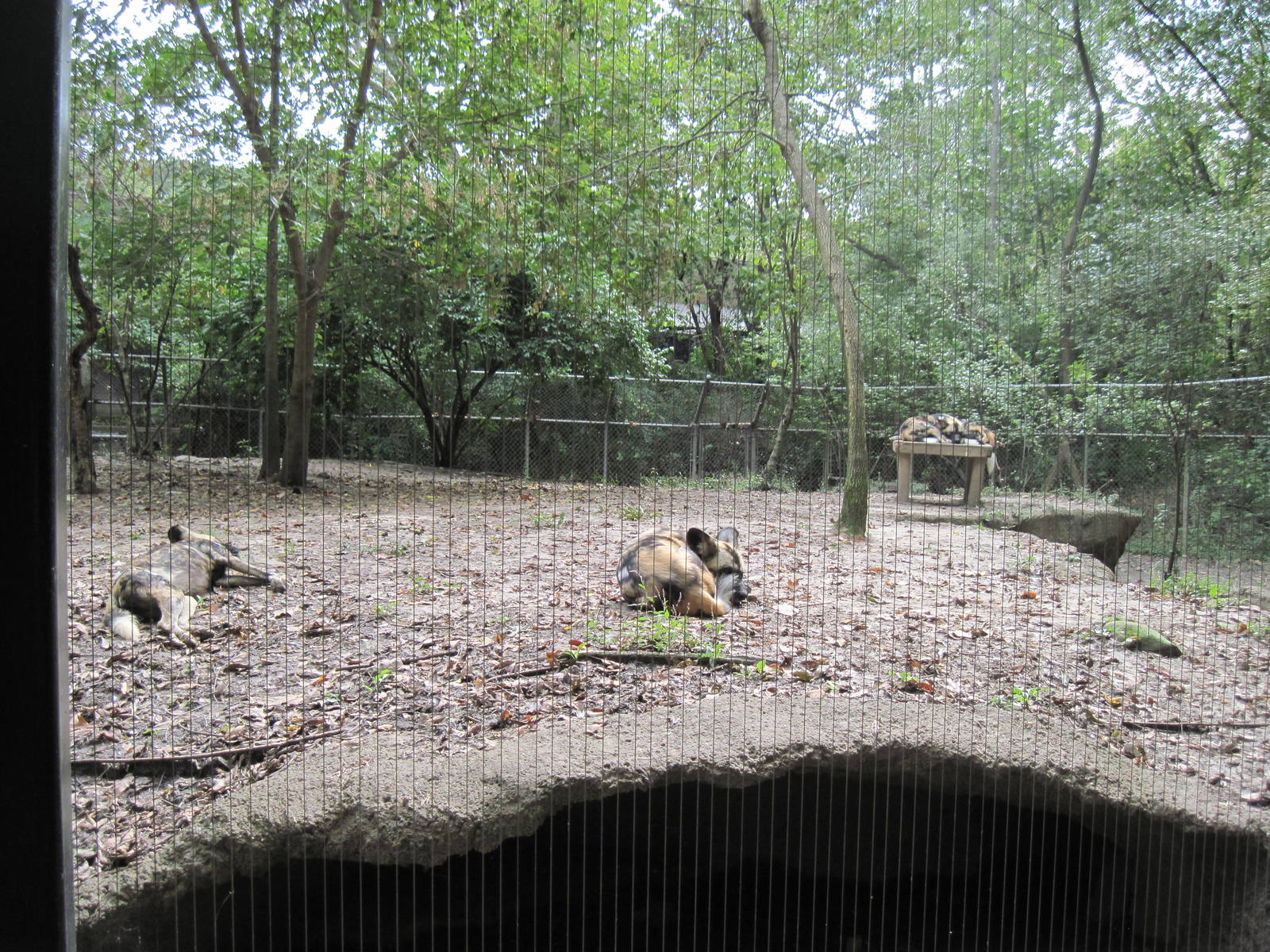 Africa-African Wild Dogs