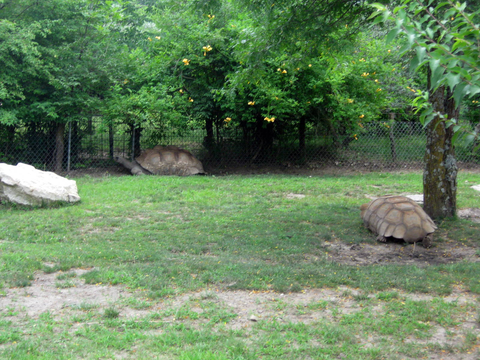 Africa-Aldabra Giant Tortoies
