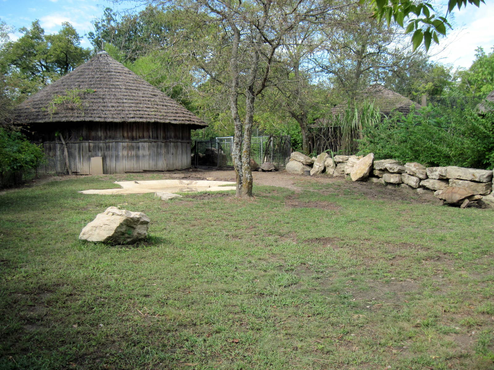 Africa-Aldabra Giant Tortoise Exhibit