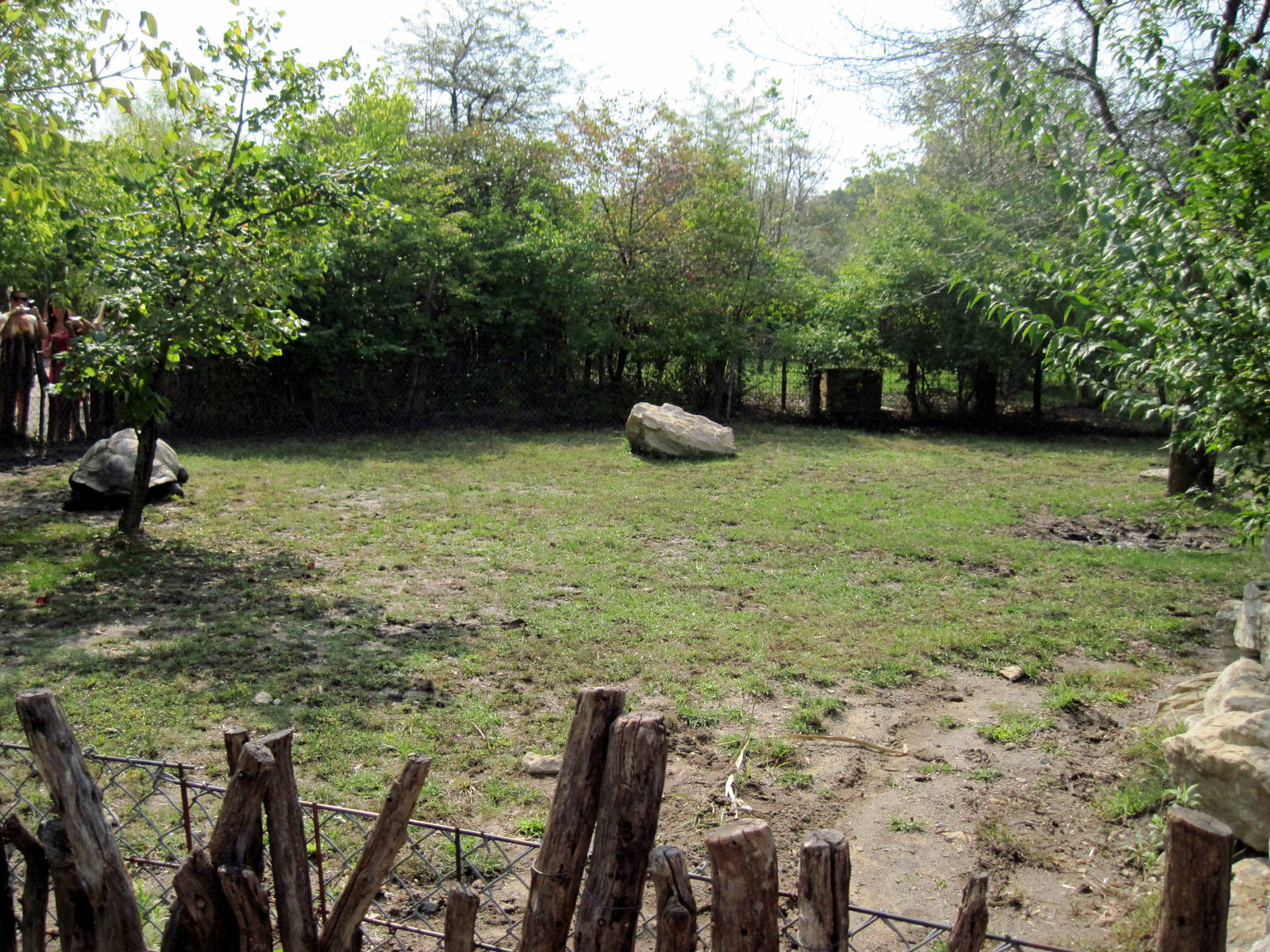 Africa-Aldabra Giant Tortoise Exhibit