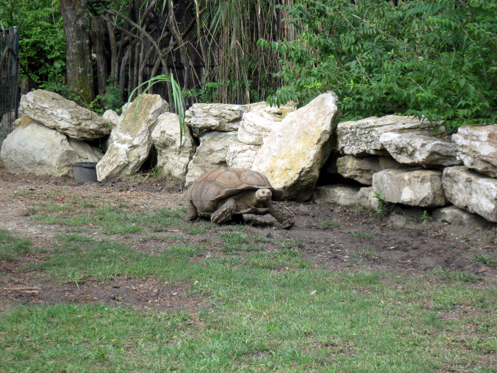 Africa-Aldabra Giant Tortoise