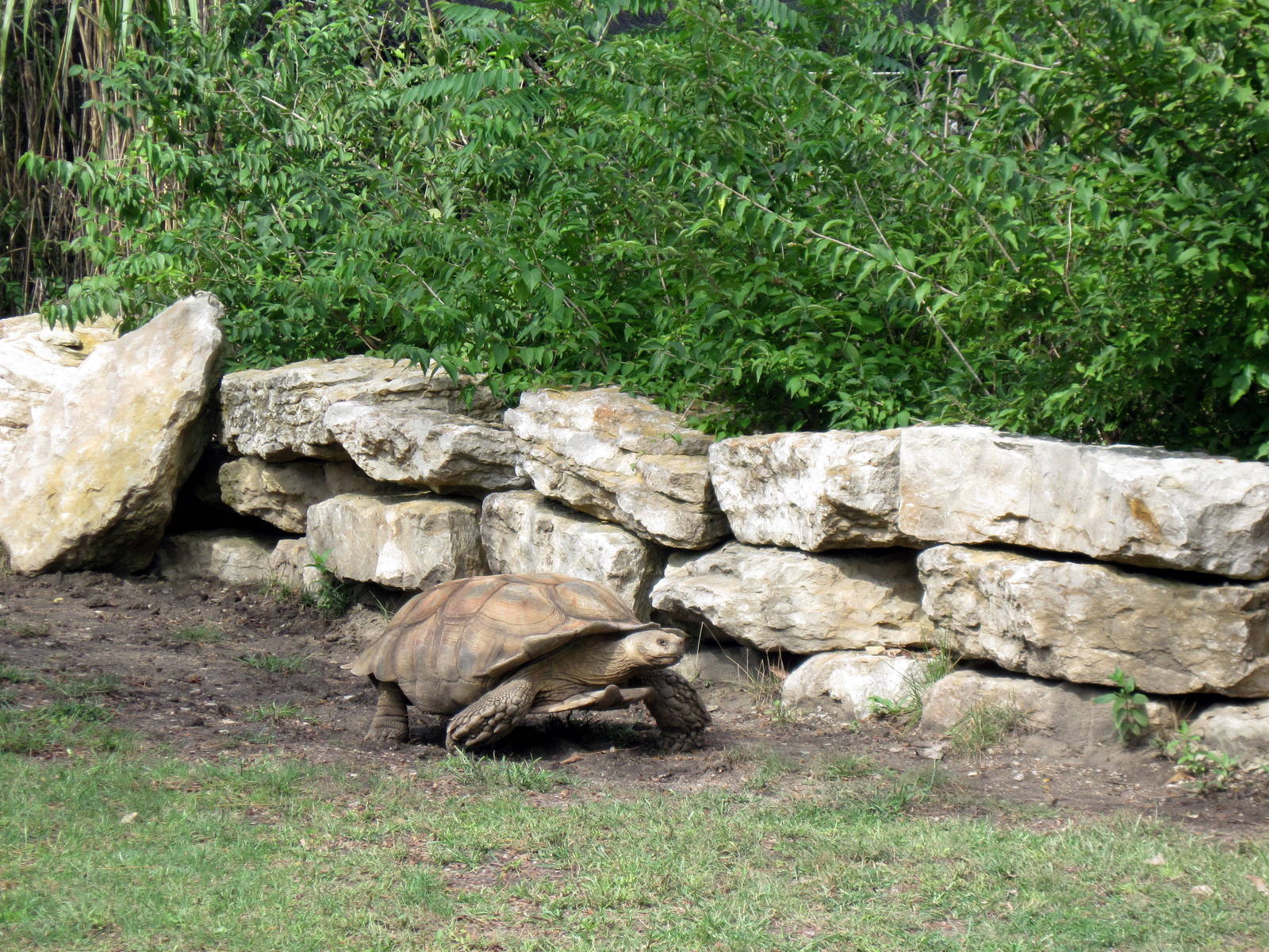 Africa-Aldabra Giant Tortoise