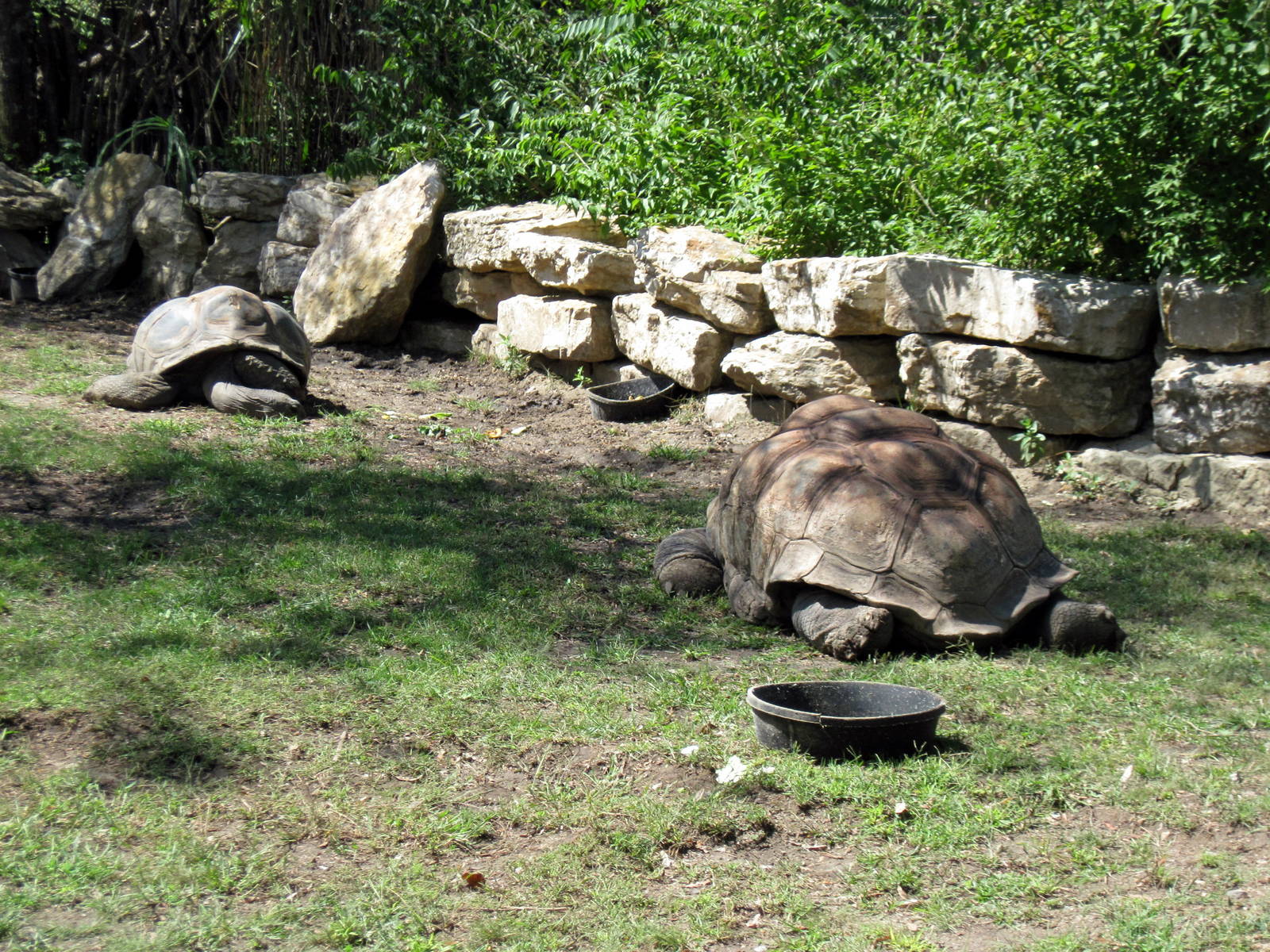 Africa-Aldabra Giant Tortoise