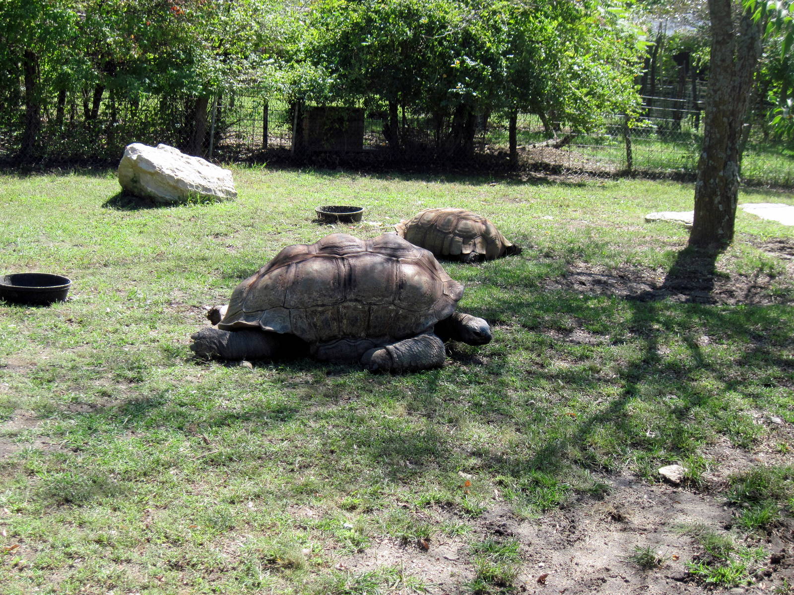 Africa-Aldabra Giant Tortoise