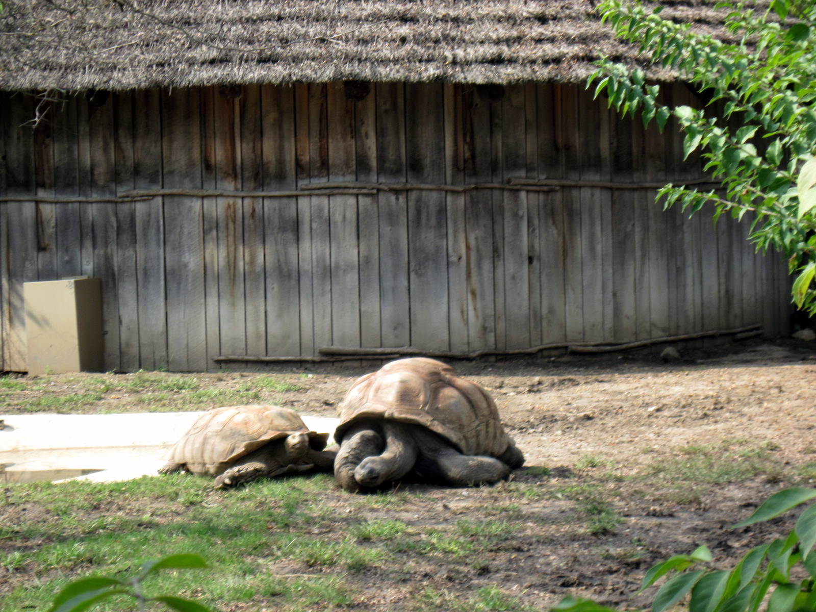 Africa-Aldabra Giant Tortoise