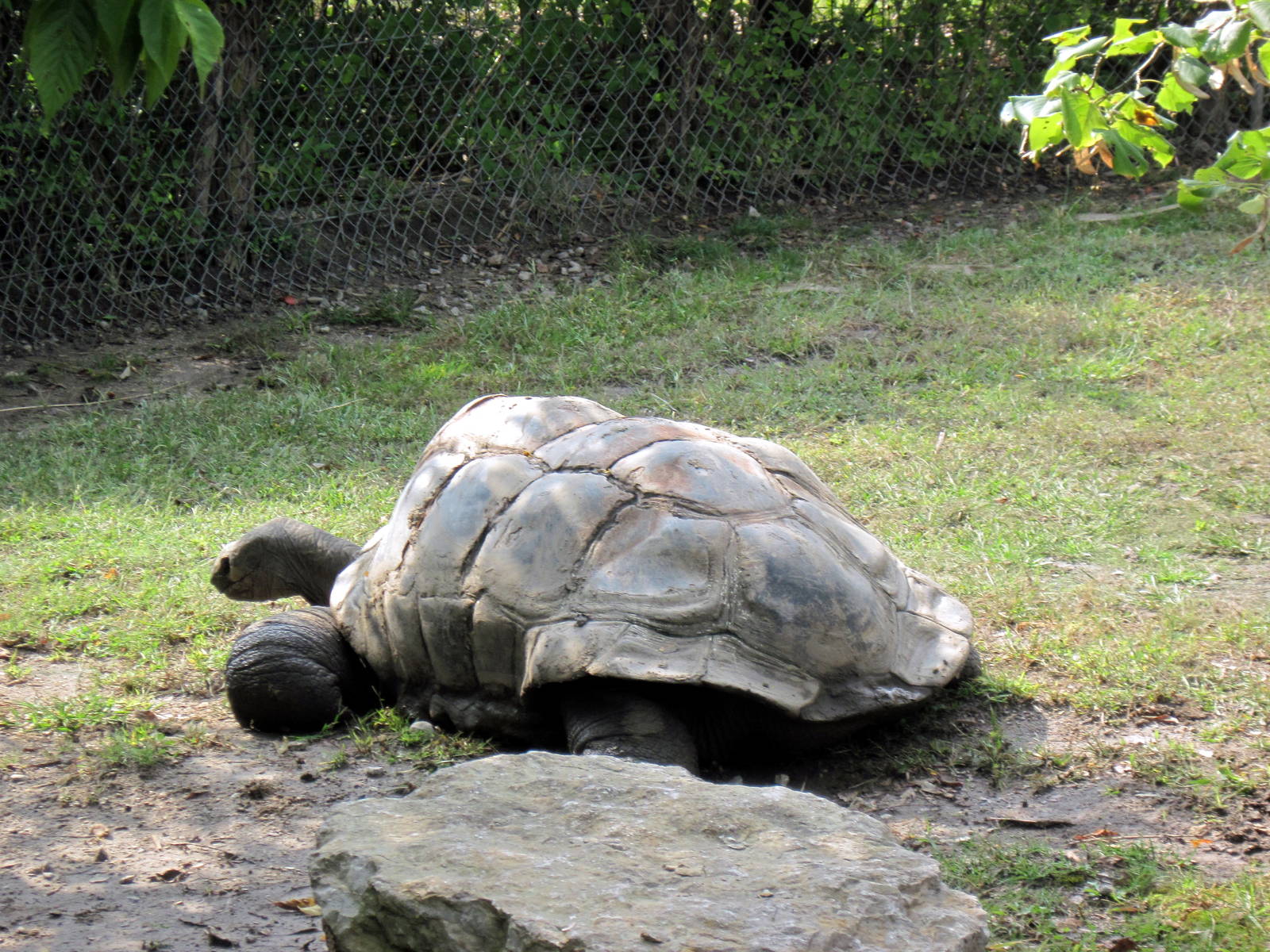 Africa-Aldabra Giant Tortoise
