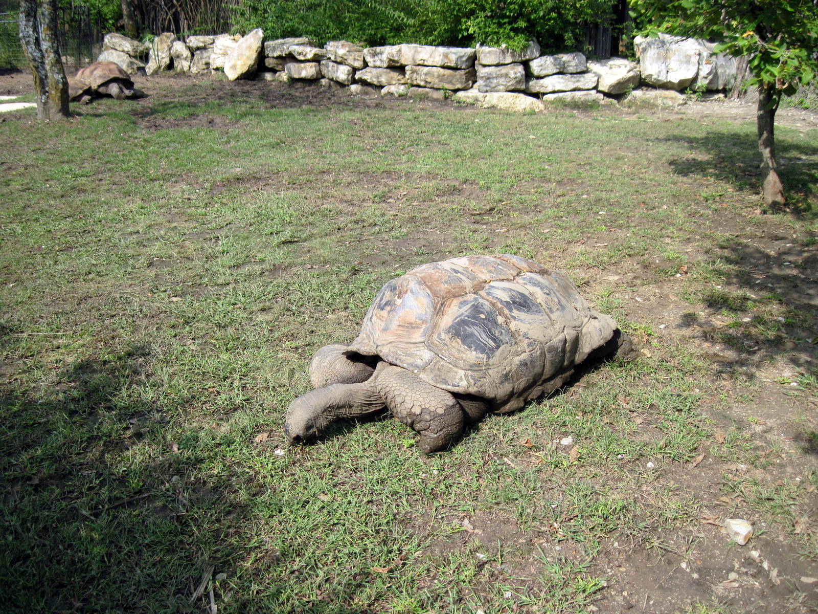 Africa-Aldabra Giant Tortoise