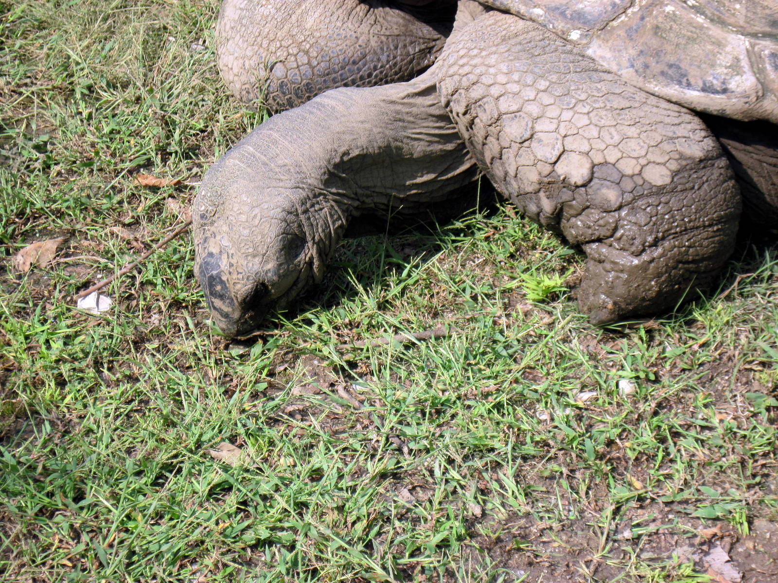 Africa-Aldabra Giant Tortoise