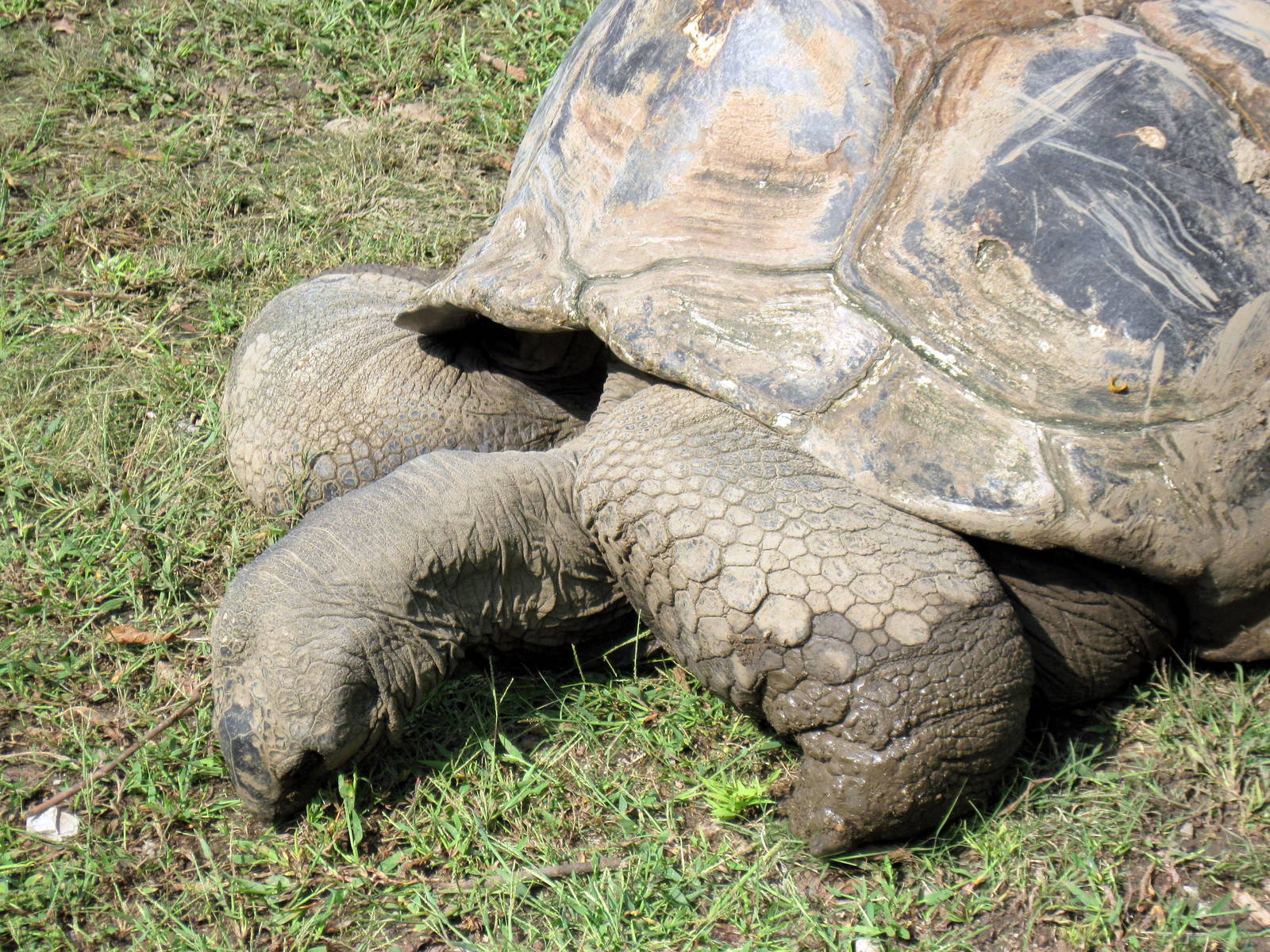 Africa-Aldabra Giant Tortoise