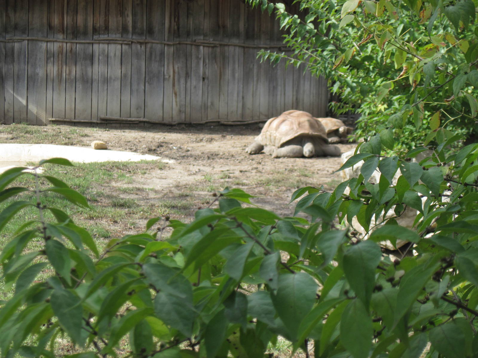 Africa-Aldabra Giant Tortoise