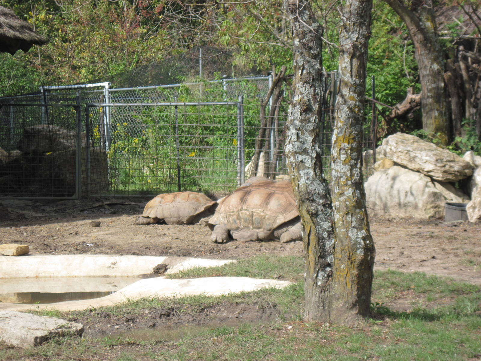 Africa-Aldabra Giant Tortoises