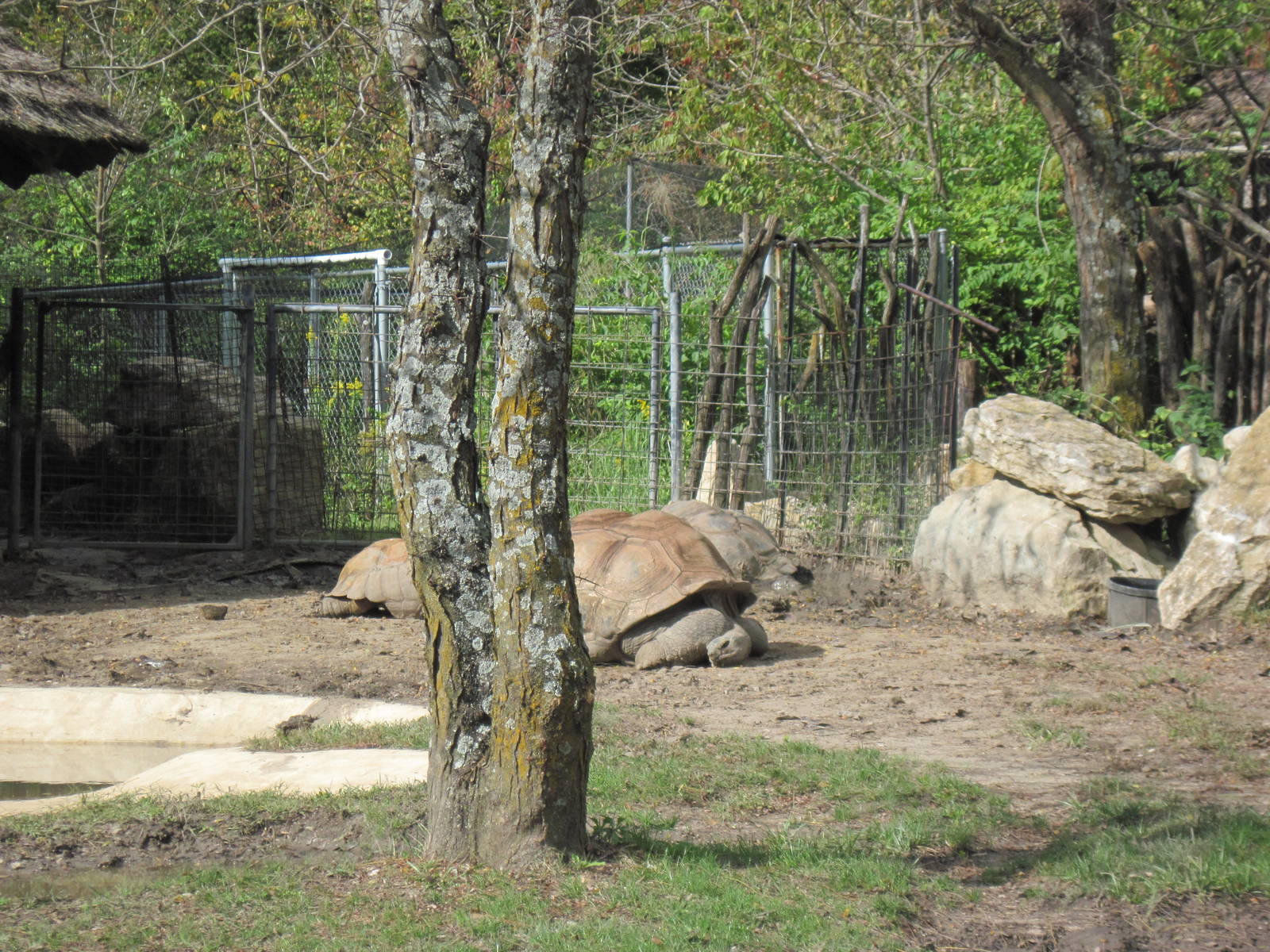 Africa-Aldabra Giant Tortoises