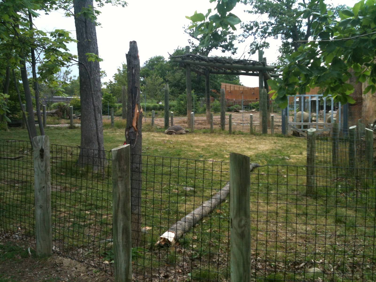 Africa-aldabra tortoise