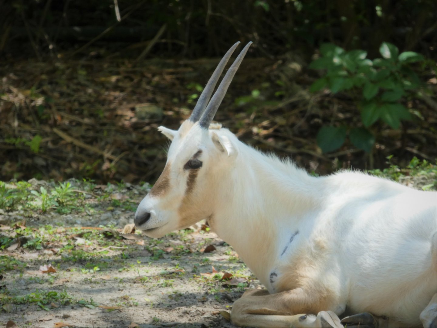 Africa - Arabian Oryx Calf