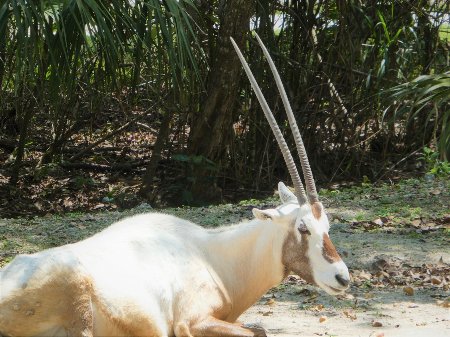 Africa - Arabian Oryx