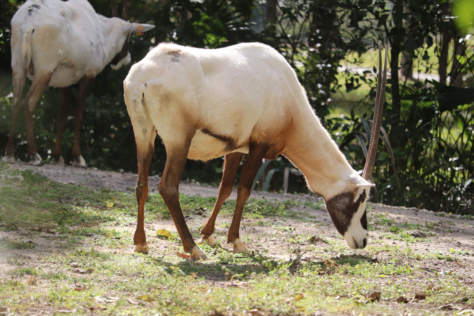Africa - Arabian Oryx