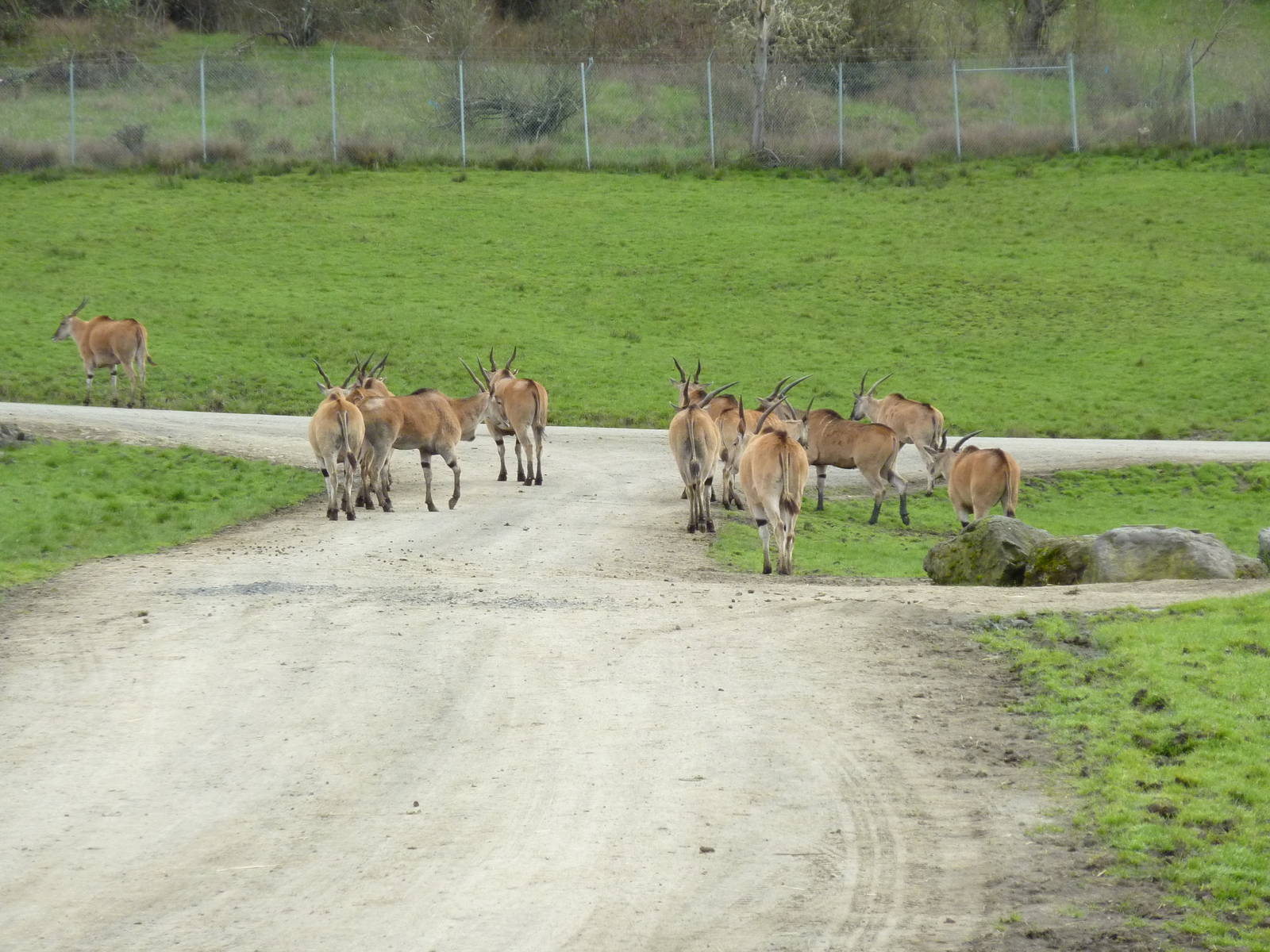 Africa Area - Eland Herd