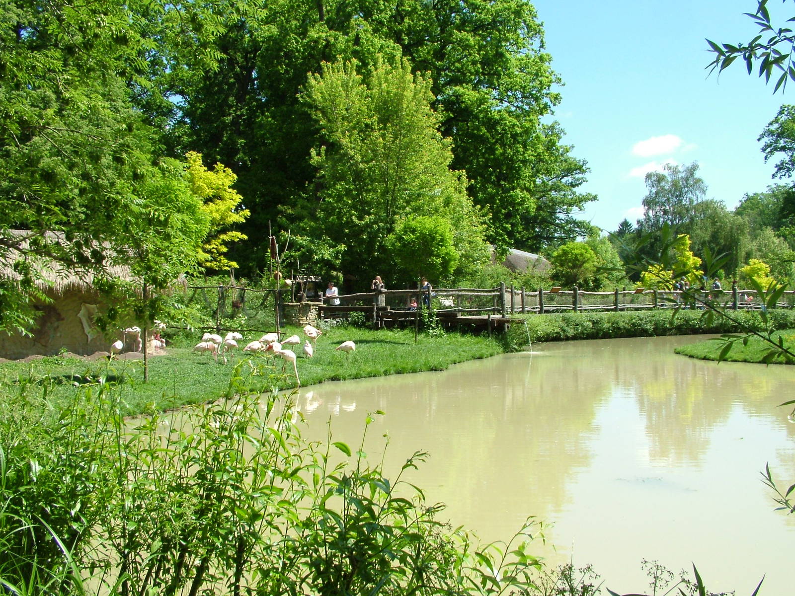 Africa area Flamingo exhibit at Zlin, 28/05/10