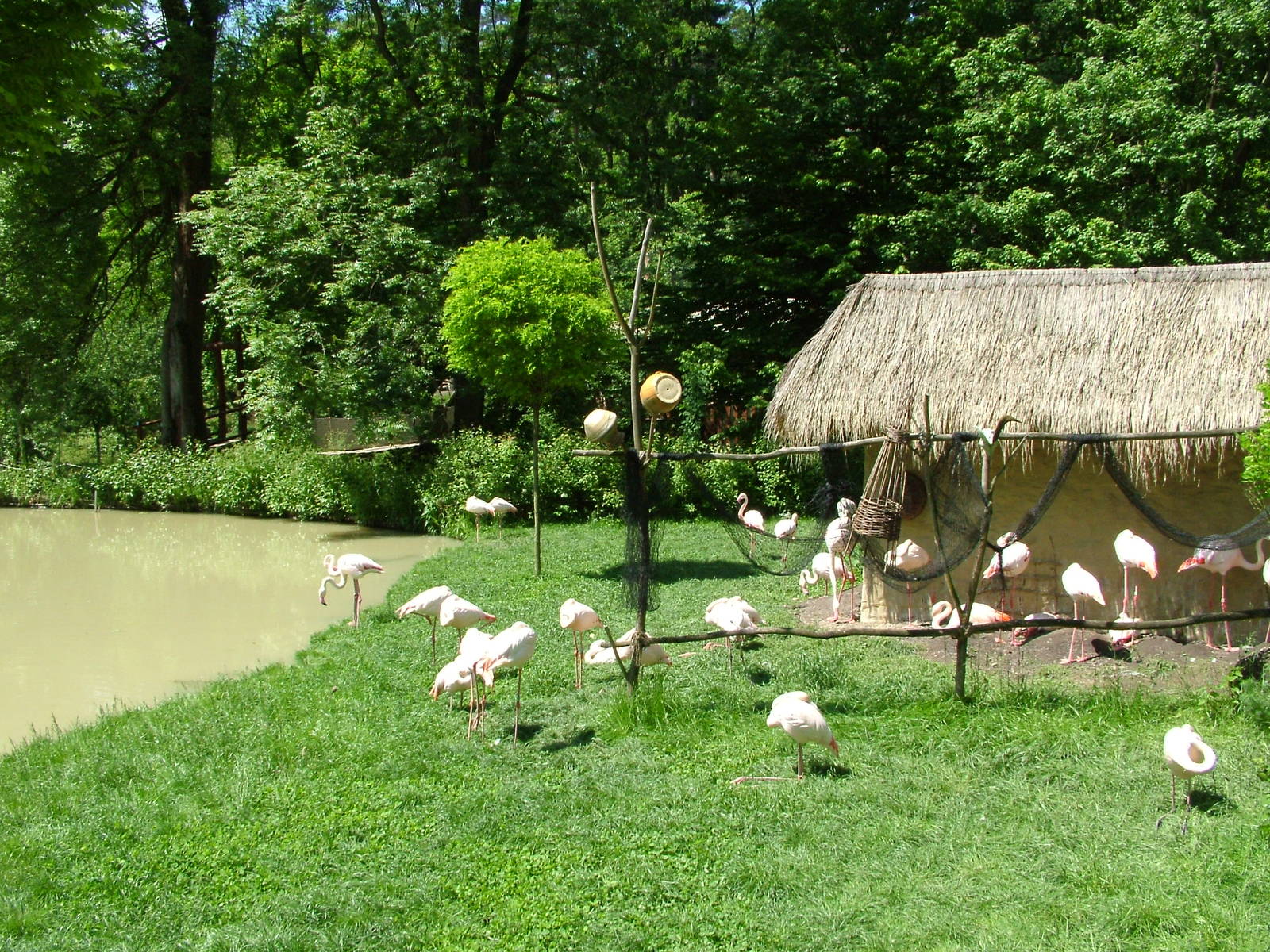 Africa area Flamingo Exhibit at Zlin, 28/05/10