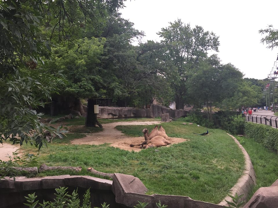 Africa/Asia/Australia- Bactrian Camel