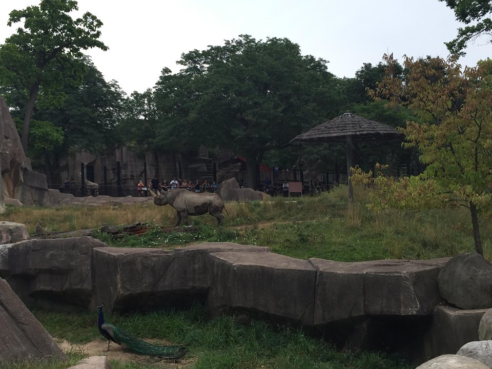 Africa/Asia/Australia- Black Rhinoceros