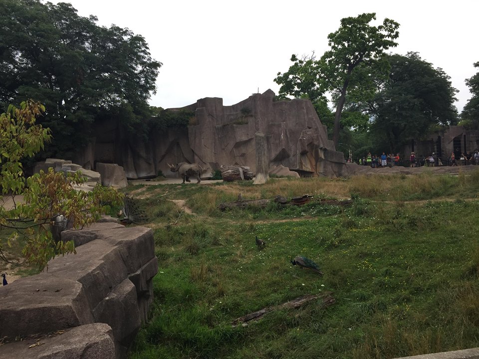 Africa/Asia/Australia- Black Rhinoceros
