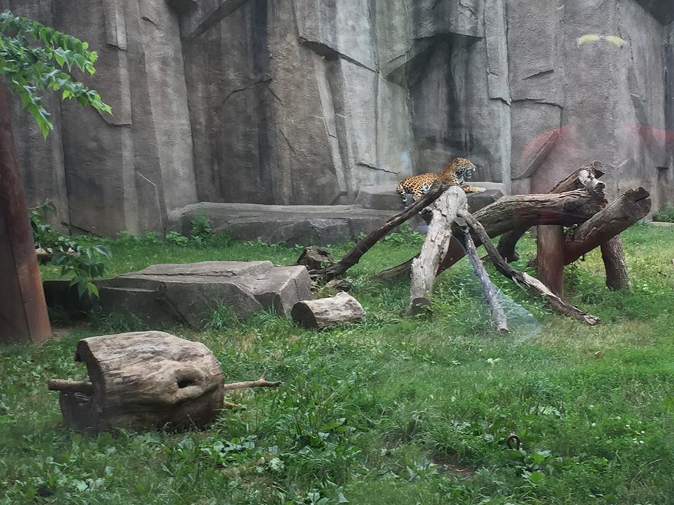 Africa/Asia/Australia- Jaguar