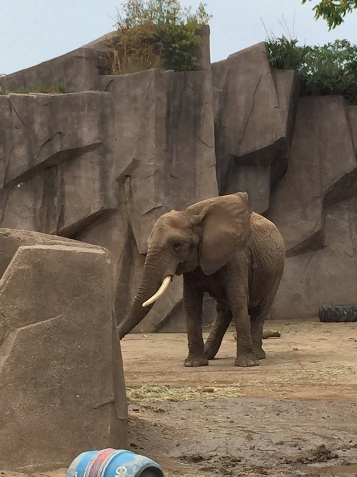 Africa/Asia/South America- African Elephant in a Fake Rock Monstrosity