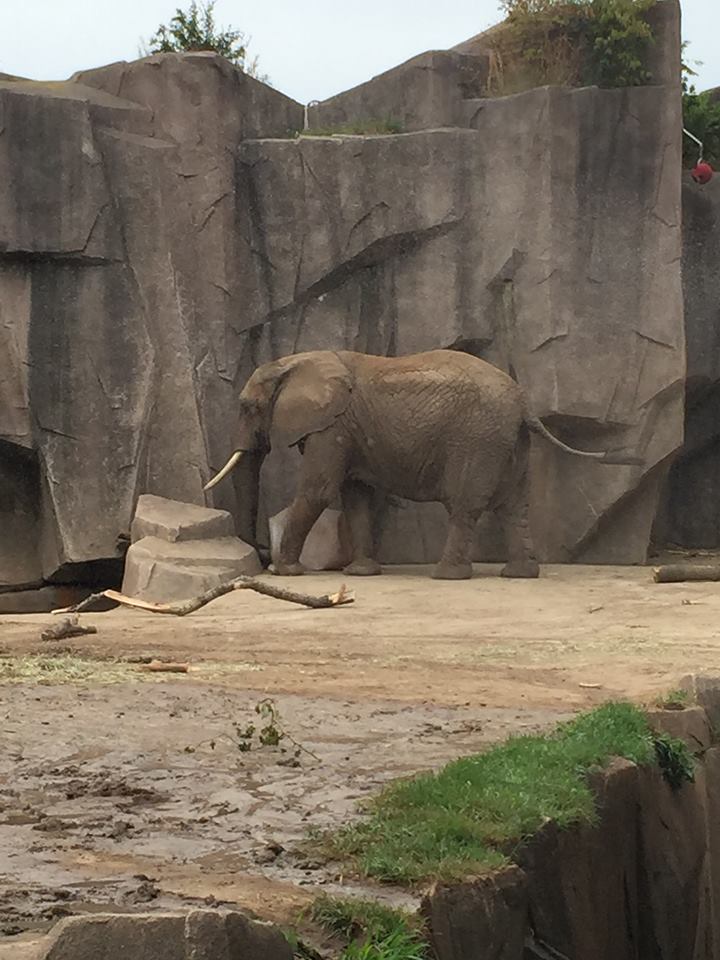 Africa/Asia/South America- African Elephant