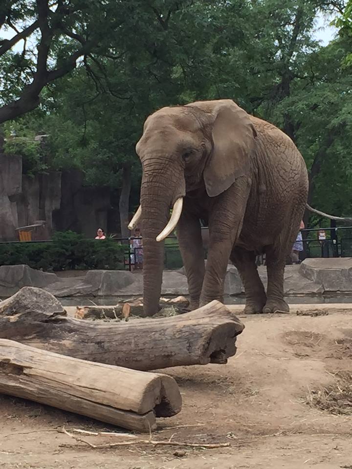 Africa/Asia/South America- African Elephant