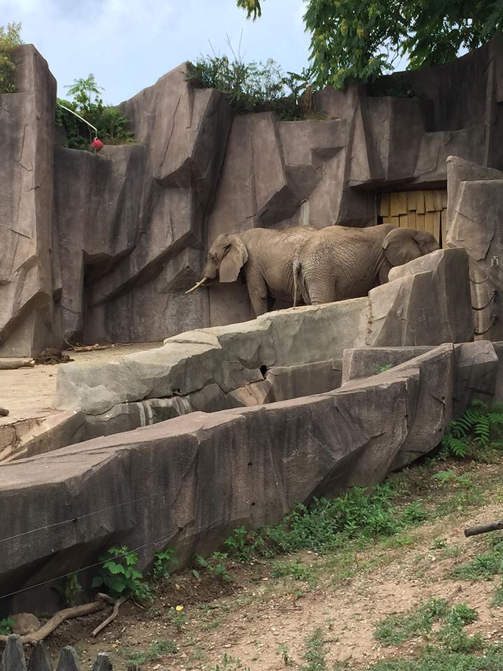Africa/Asia/South America- African Elephant