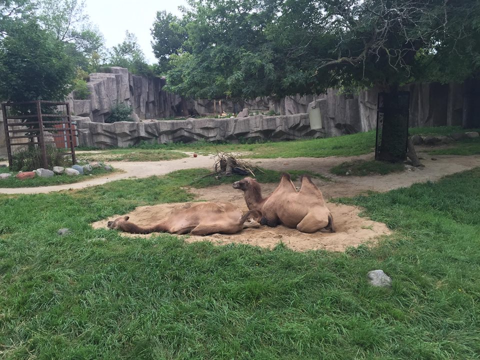 Africa/Asia/South America- Bactrain Camel