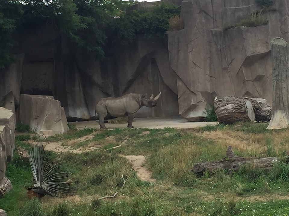 Africa/Asia/South America- Black Rhinoceros