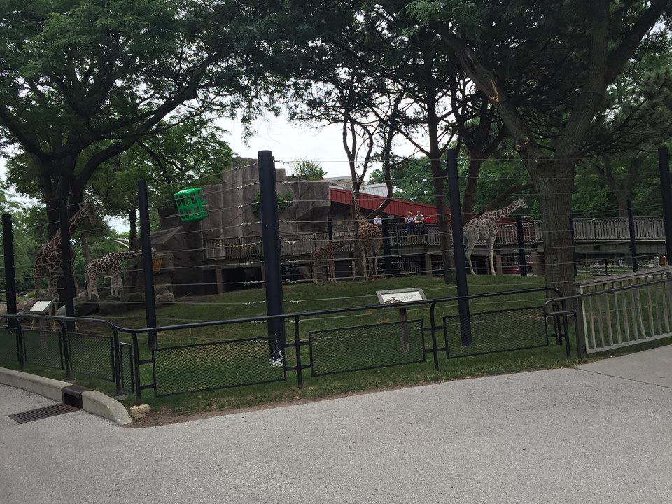 Africa/Asia/South America- Giraffe