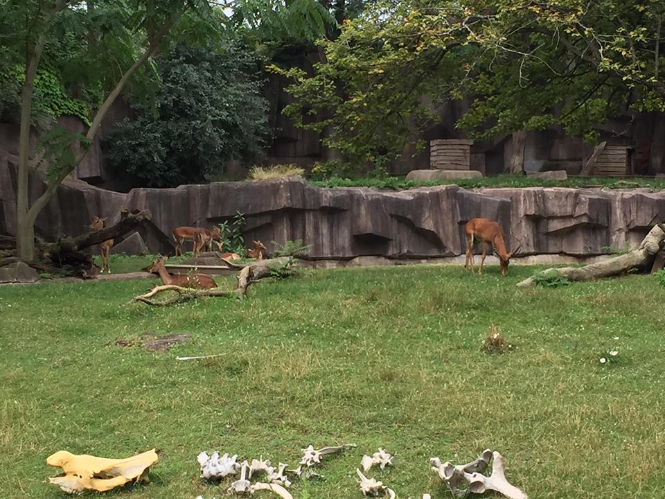 Africa/Asia/South America- Impala
