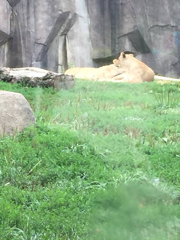 Africa/Asia/South America- Lion