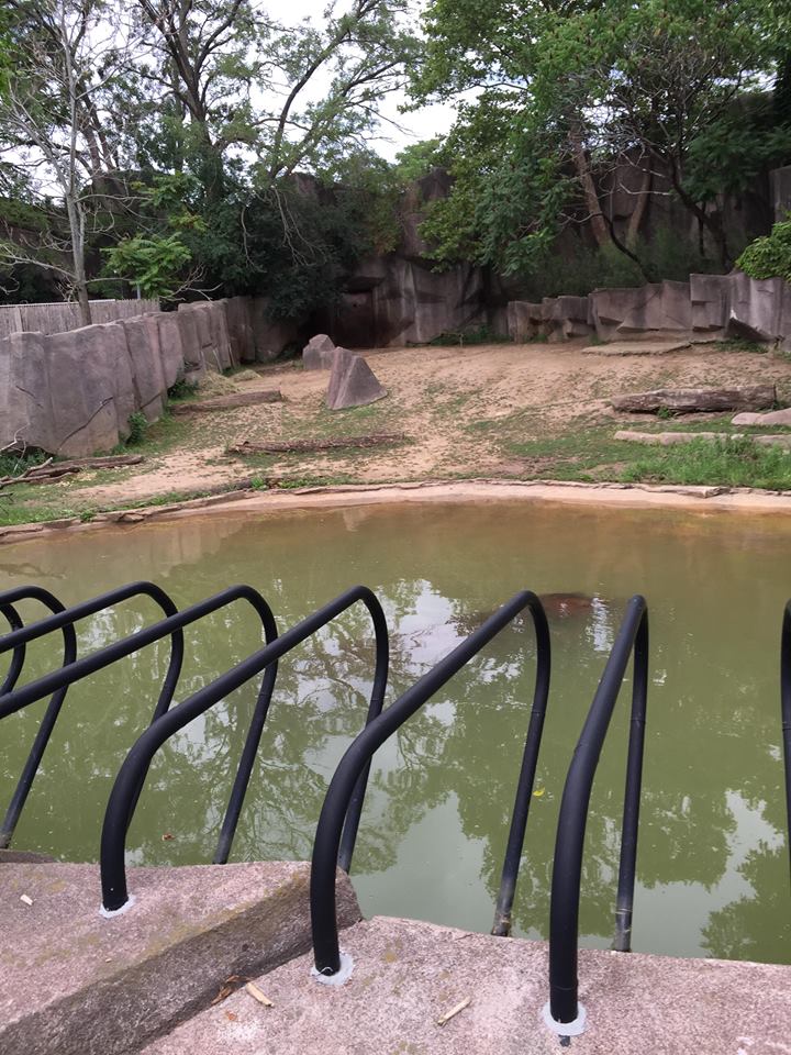 Africa/Asia/South America- Nile Hippopotamus