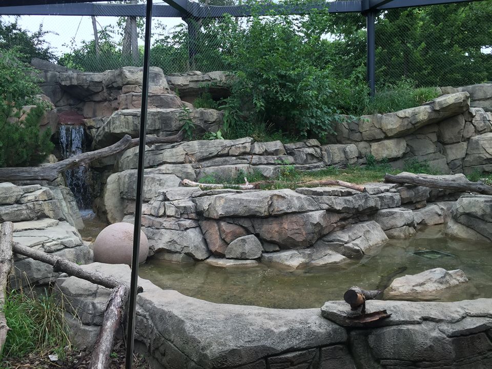 Africa/Asia/South America- Snow Leopard