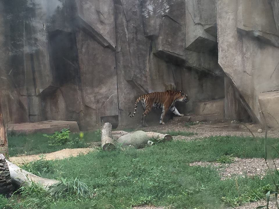 Africa/Asia/South America- Tiger