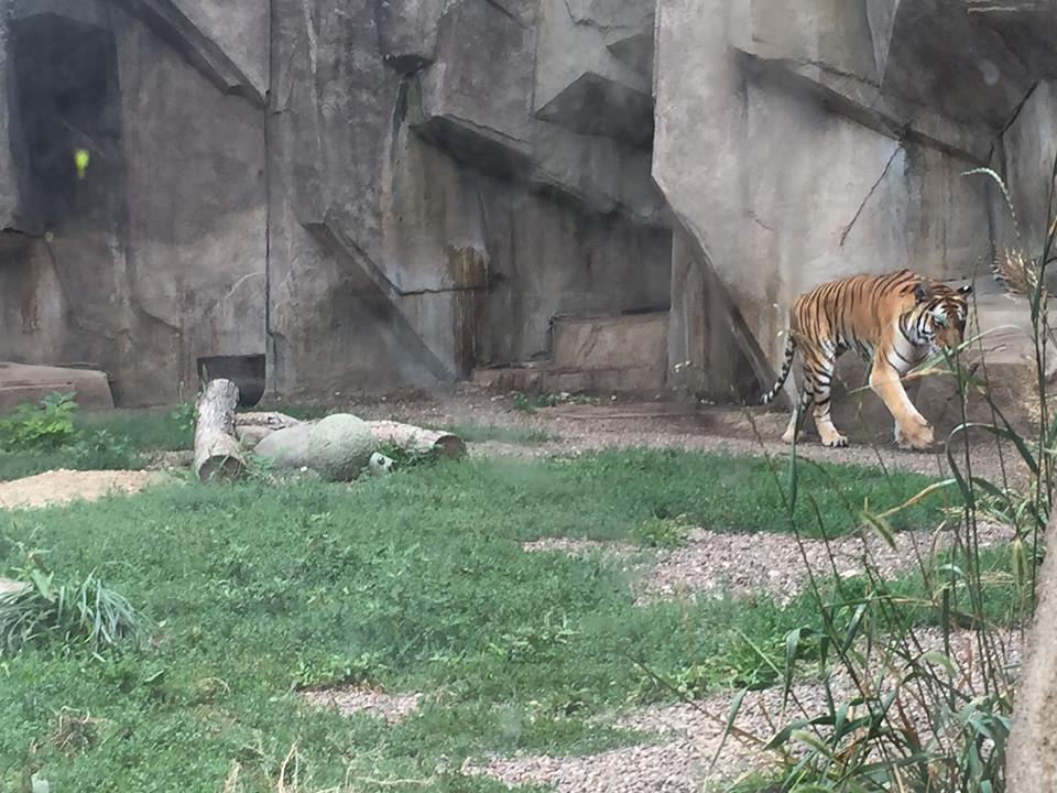 Africa/Asia/South America- Tiger