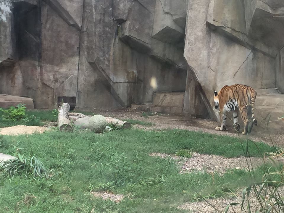 Africa/Asia/South America- Tiger