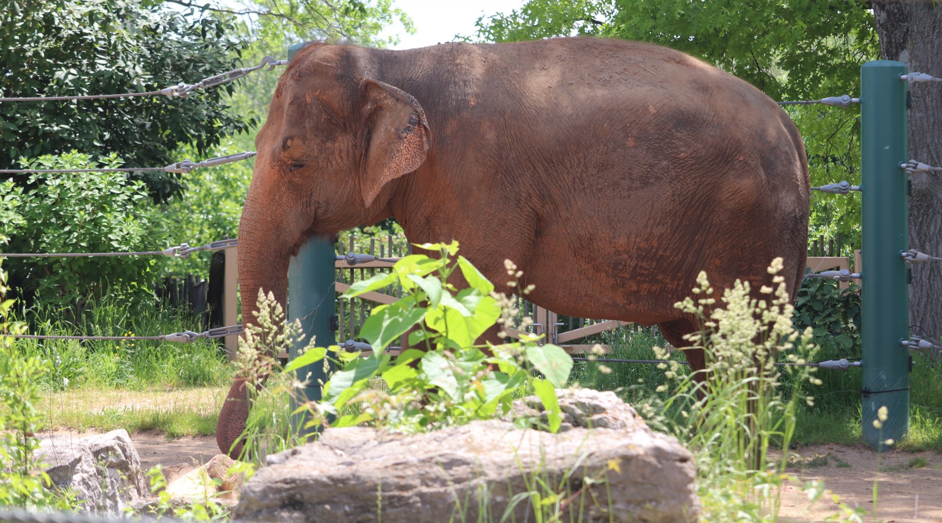 Africa - Asian Elephant - Punch