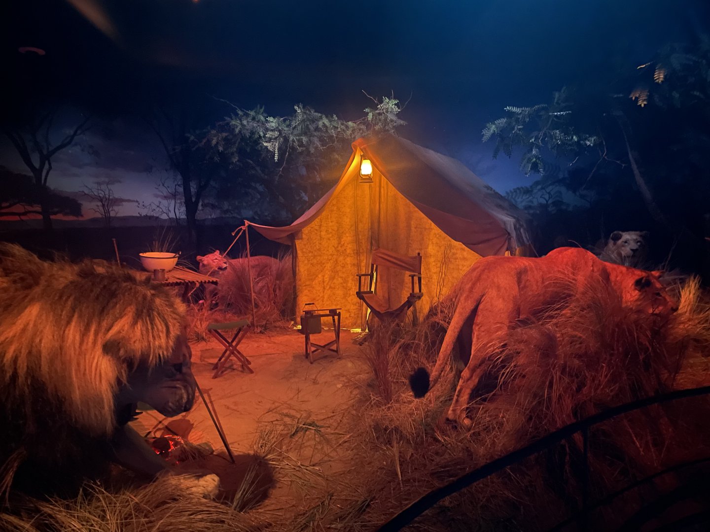 Africa at Night Room