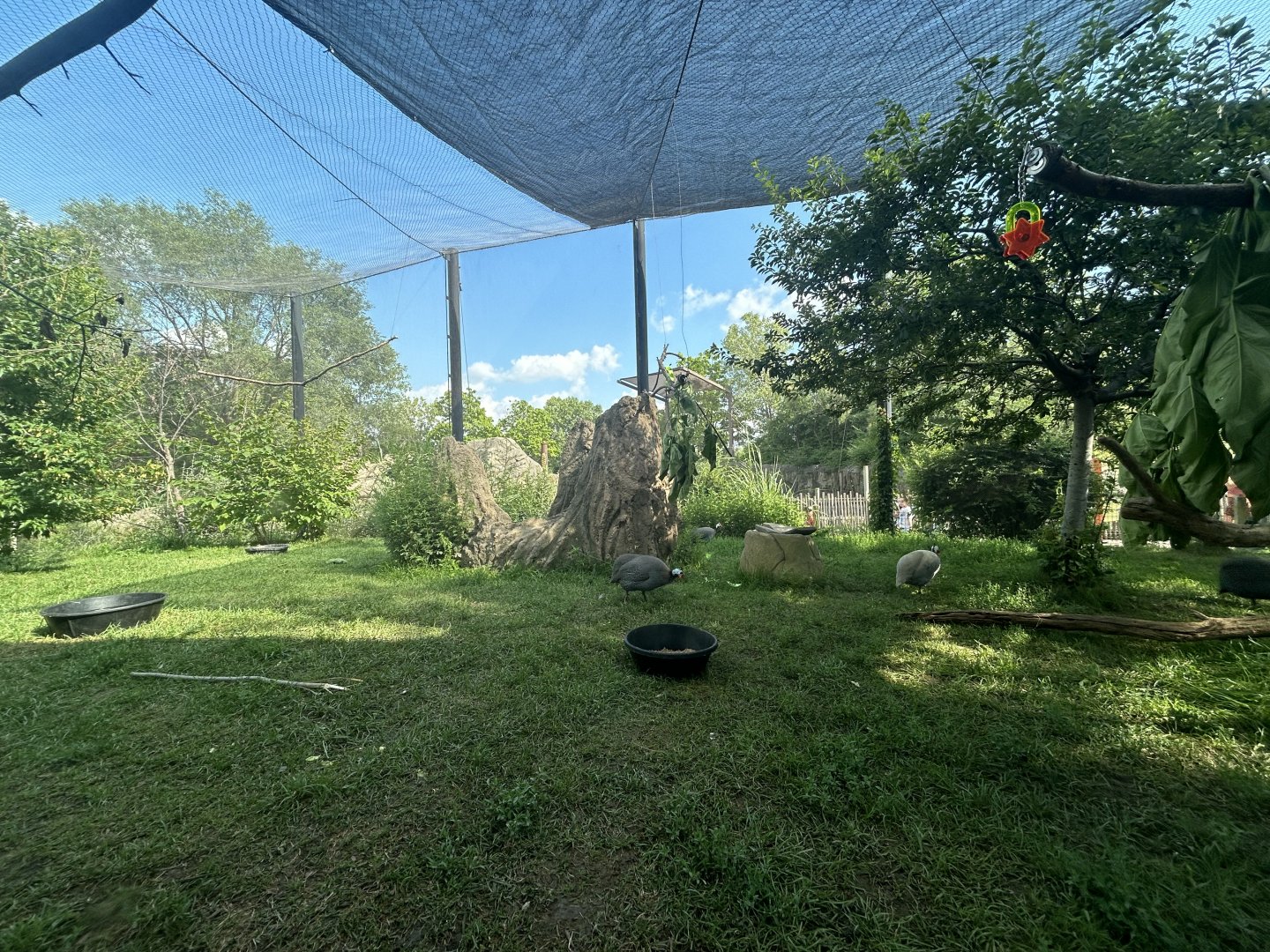 Africa Aviary (3 Species) - Plains