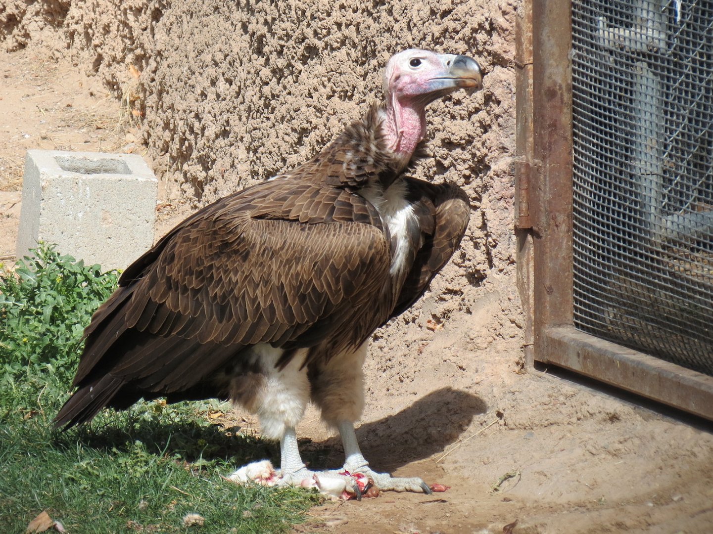 Africa - Aviary - Lappet-faced Vulture