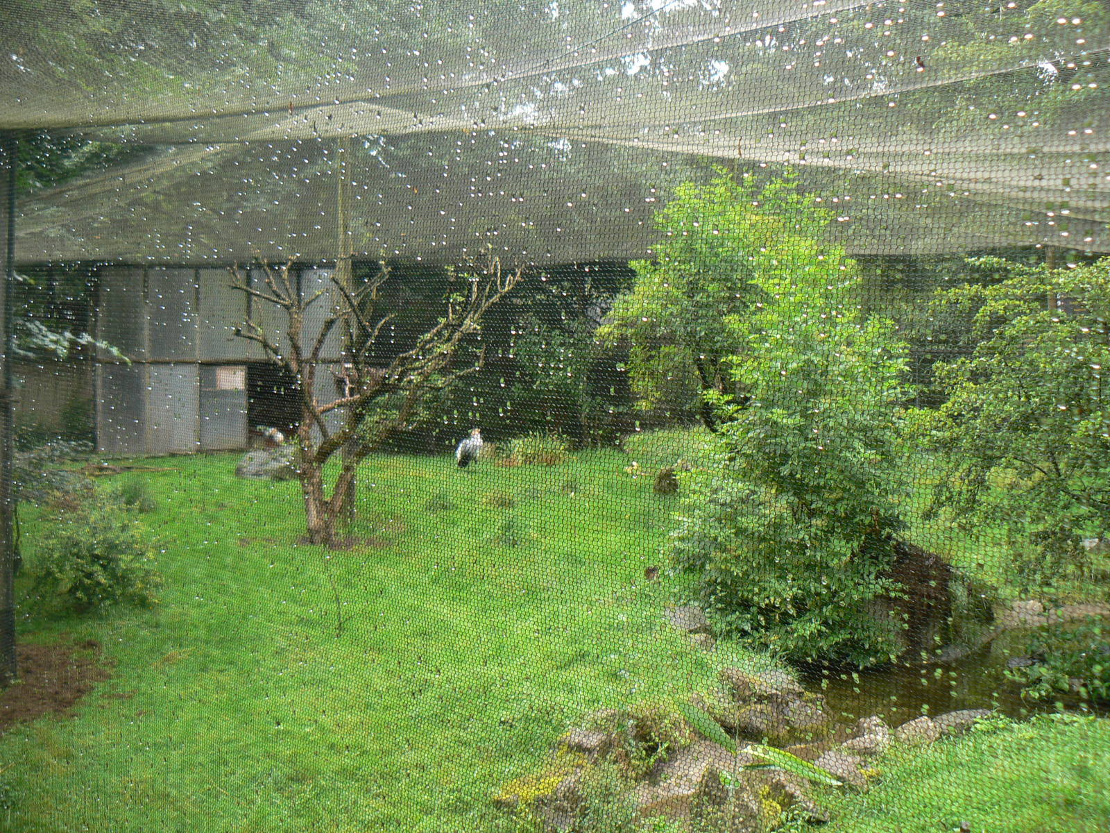 Africa Aviary