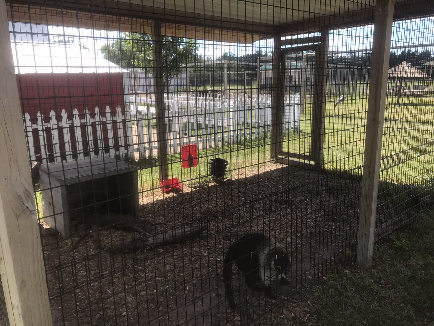 “Africa” - Awful White-Nosed Coati Exhibit