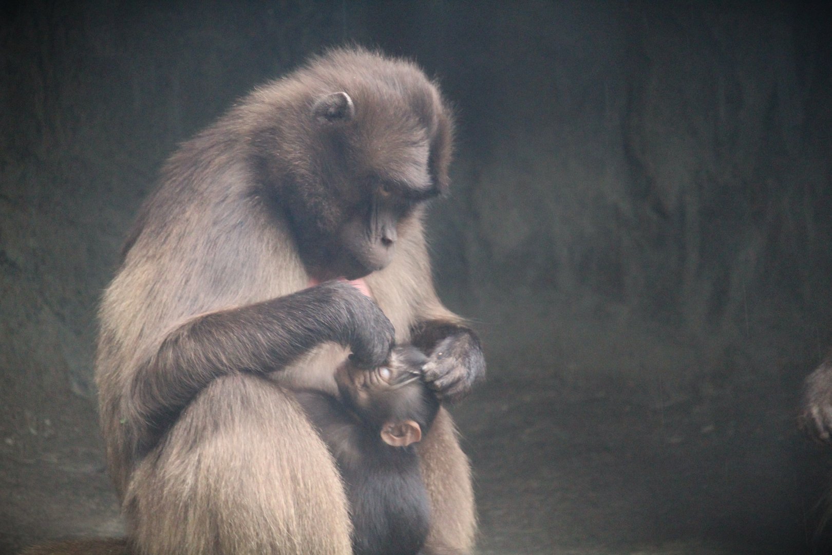 Africa - Baboon Reserve - Gelada Mother and Baby